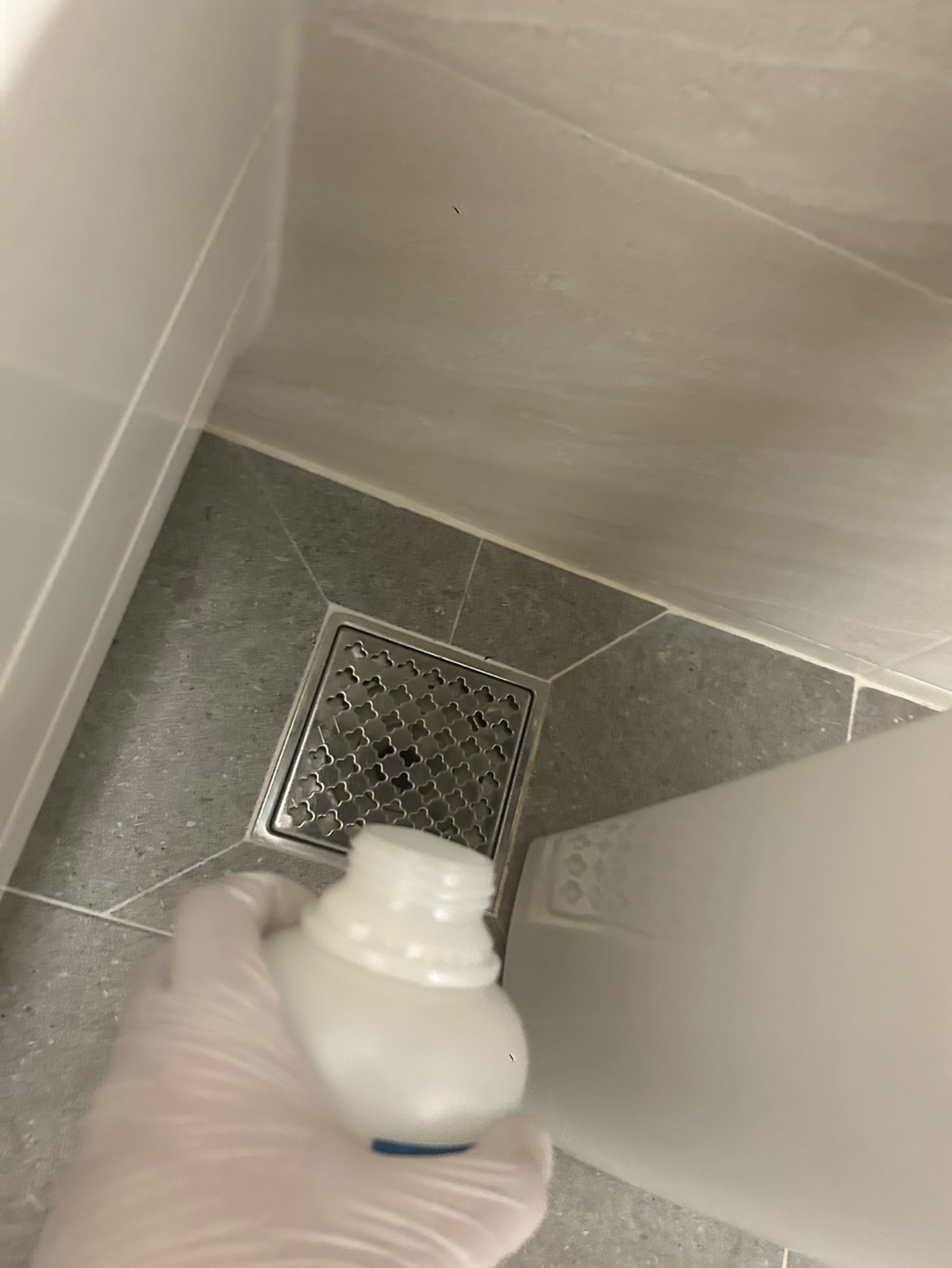 바퀴벌레