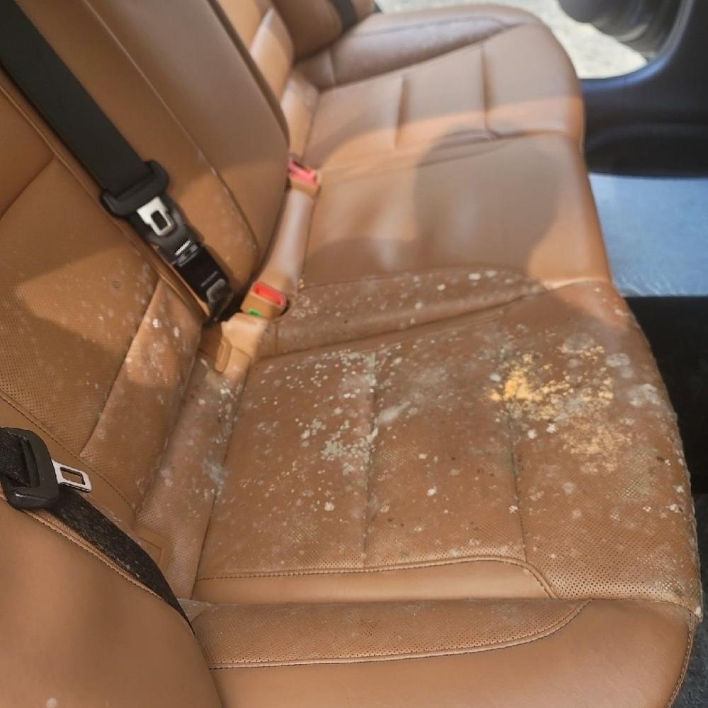 그랜저 곰팡이 실내크리닝